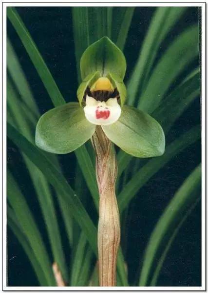 兰花资料卡,兰花资料简介