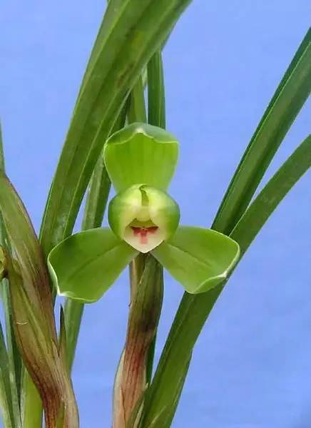 兰花资料卡,兰花资料简介