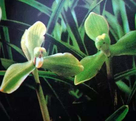 兰花资料卡,兰花资料简介
