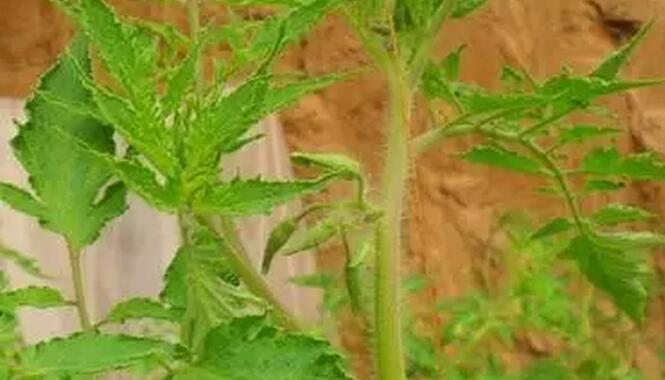 西红柿激素中毒怎么办,激素西红柿有什么危害