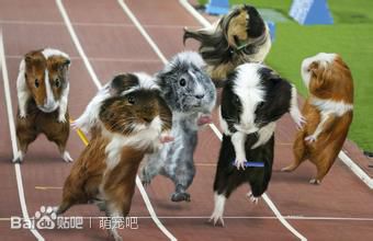 荷兰猪宝宝的喂养,荷兰猪喂养饲料配方