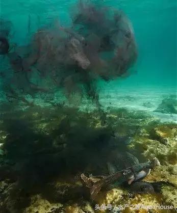 墨鱼汁面黑暗料理,吃到墨鱼汁会怎么样