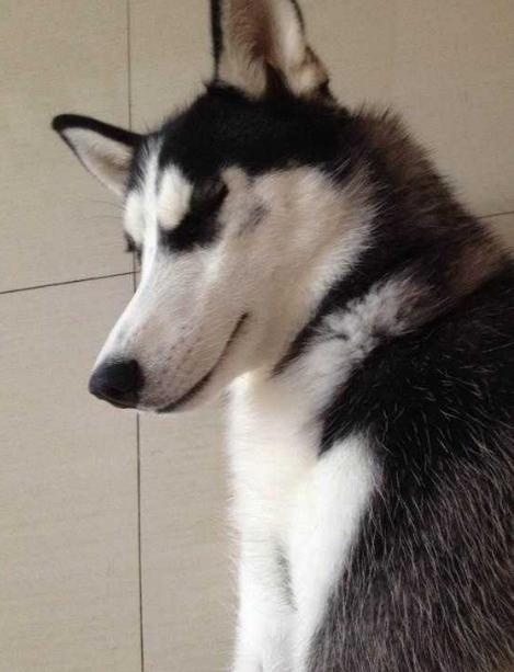 哈士奇拆家被捉一脸不服,哈士奇拆完家被主人骂