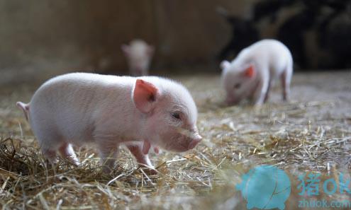 为什么仔猪价格一路高涨,仔猪黄白痢和仔猪腹泻的区别