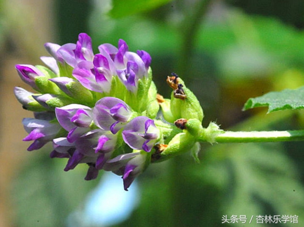 补骨补肝补肾中药配方,补脾肾强筋骨中药配方