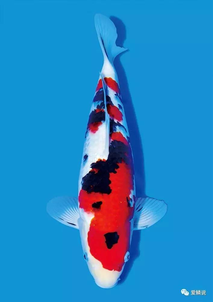 指环虫病中西疗法，你都会吗？