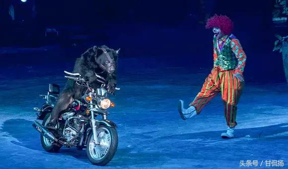 广州长隆国际马戏城游玩攻略,长隆动物世界马戏票