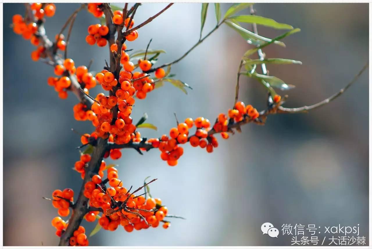 小果子的功效与作用,小果子寓意