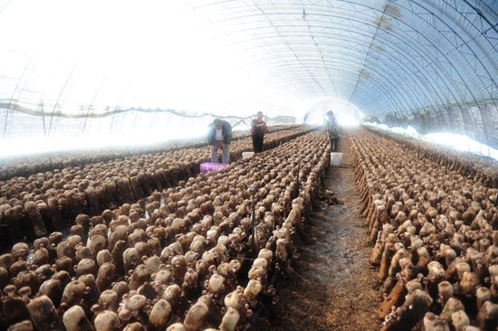 致富路上当先锋,致富路上需要带头人