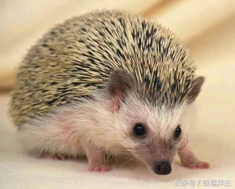 讲故事民间奇闻异事动物报恩,奇趣动物故事大全视频