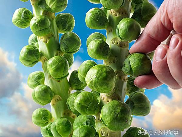 种植蔬菜卷心菜 (自家种的纯天然无公害黄花卷心菜)