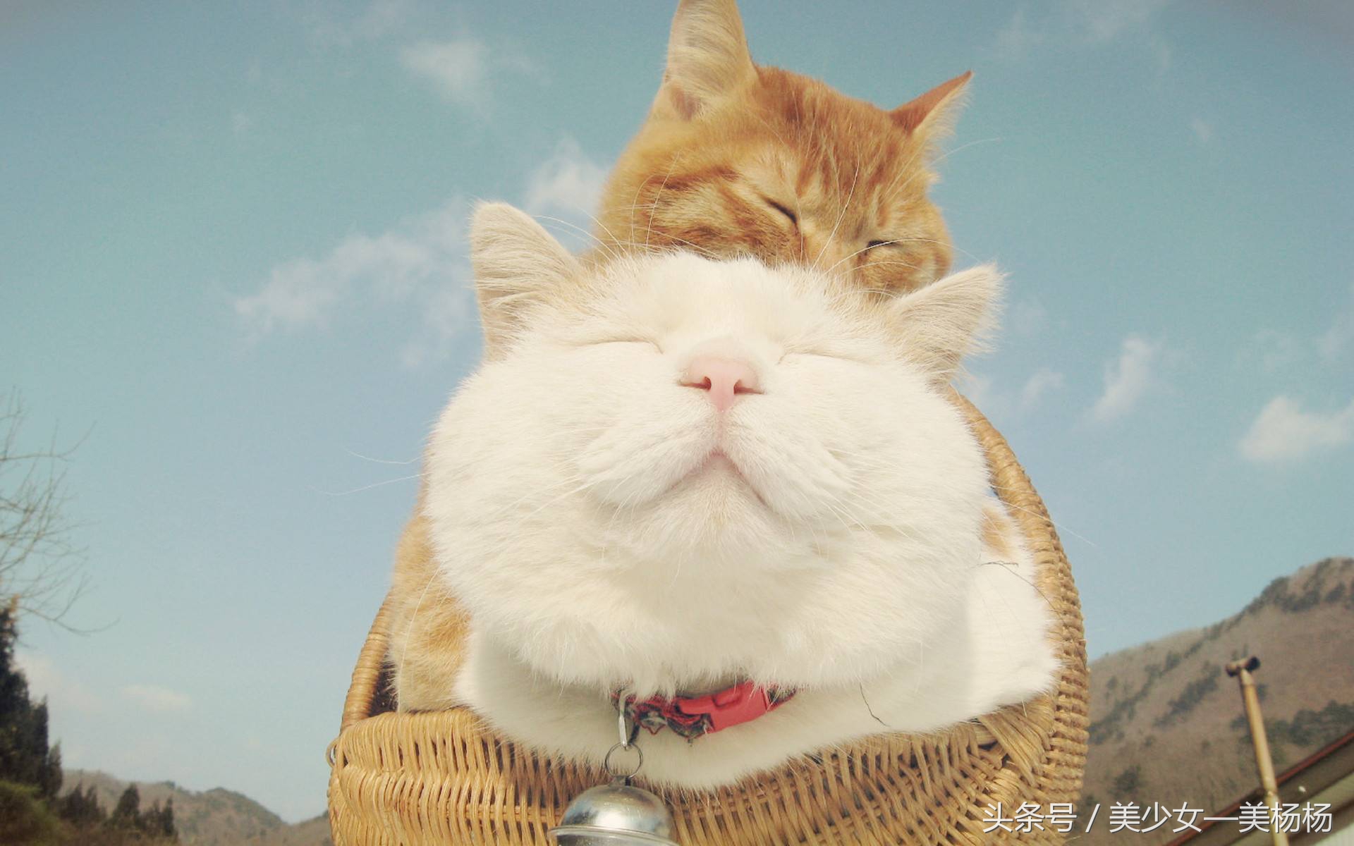 你们都是美杨杨爱的喵！萌到众生的猫咪系美妆品，喵星人驾到！