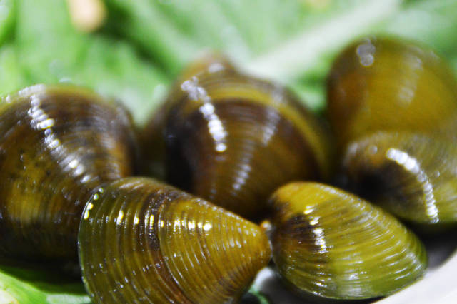 问世间蚬为何物？珠海上横黄沙蚬何以任性？