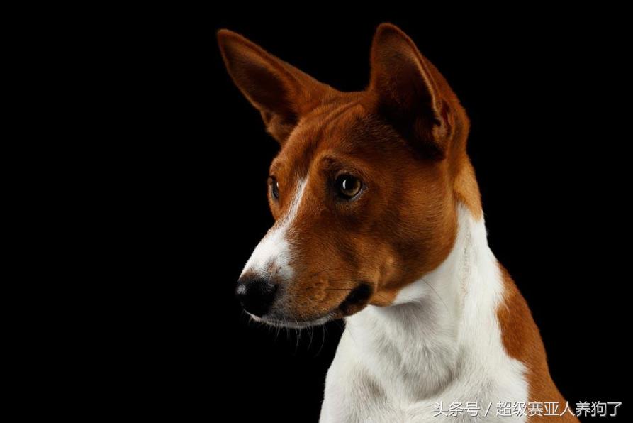 狗狗除螨虫的最佳方法,狗狗身上有螨虫用圣露薇可以吗