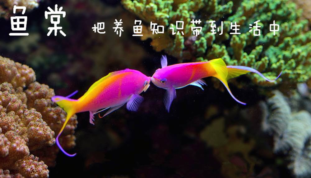 硝酸盐和亚硝酸盐的四种鉴别方法,海缸硝酸盐值多少正常