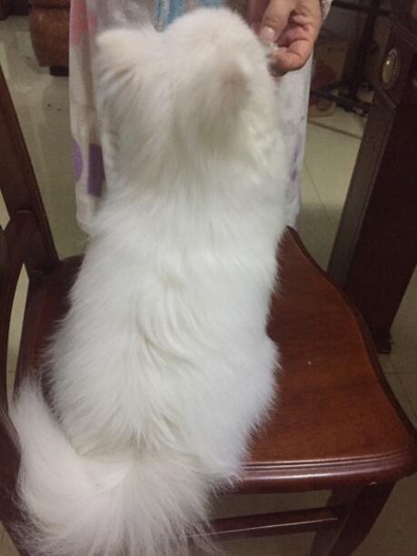 不小心踩到自家的狗子，不要惊慌，给它一根骨头，不行就给两根