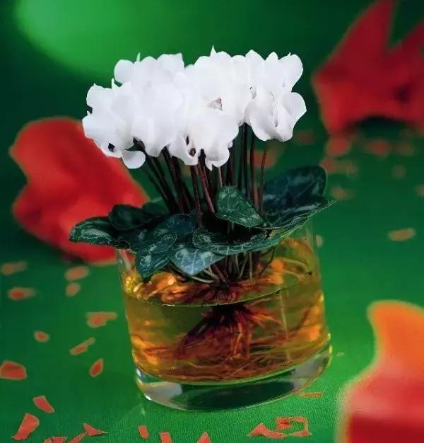 室内用水养的花,一帆风顺花可以直接用水养