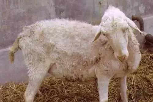 春季羊场常见羊肺炎、产后感染、腹泻、异食癖等，你到底知道多少