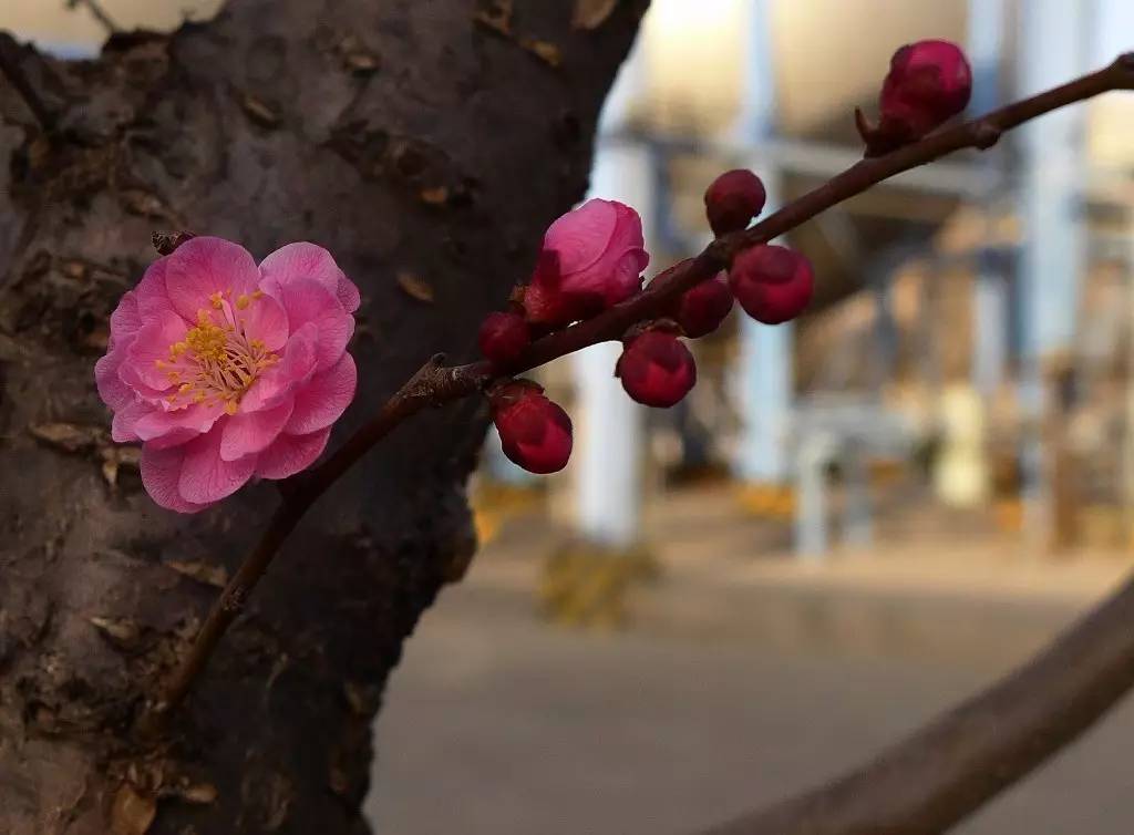 印象渭南：情寄雪梅