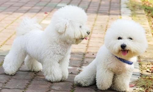 比熊有泪痕毛可以剪掉么,2岁的比熊掉毛正常吗