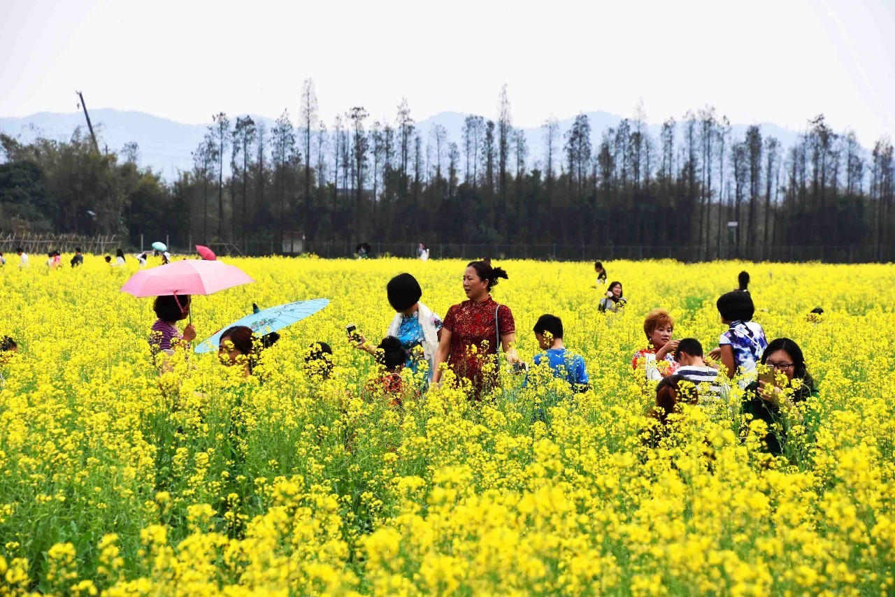 问世间蚬为何物？珠海上横黄沙蚬何以任性？