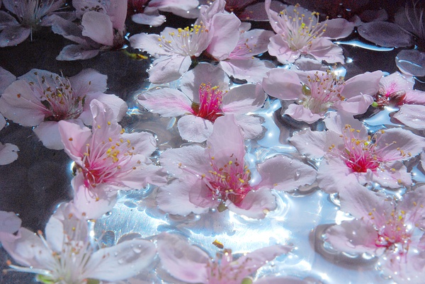 自己学酿纯粮食酒,自己学调酒好学吗