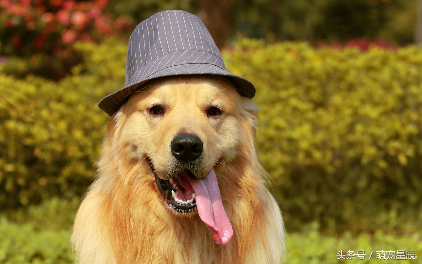 进口宠物食品moa,进口宠物粮品牌发展现状