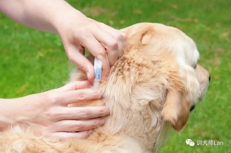 狗狗杀跳蚤的药可以治皮肤病吗,狗预防跳蚤的最佳方法