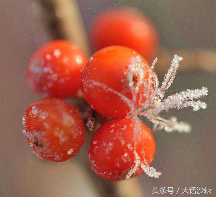 沙棘的故事和相关历史记载,黄金沙棘小镇的故事