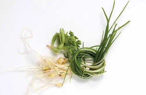 小根蒜可以一年四季吃吗,小根蒜四季都可以吃吗