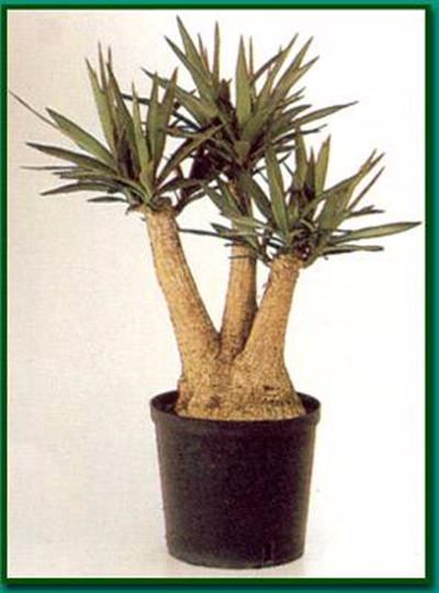 牡丹病毒病病虫害防治知识,牡丹怎么预防病虫害