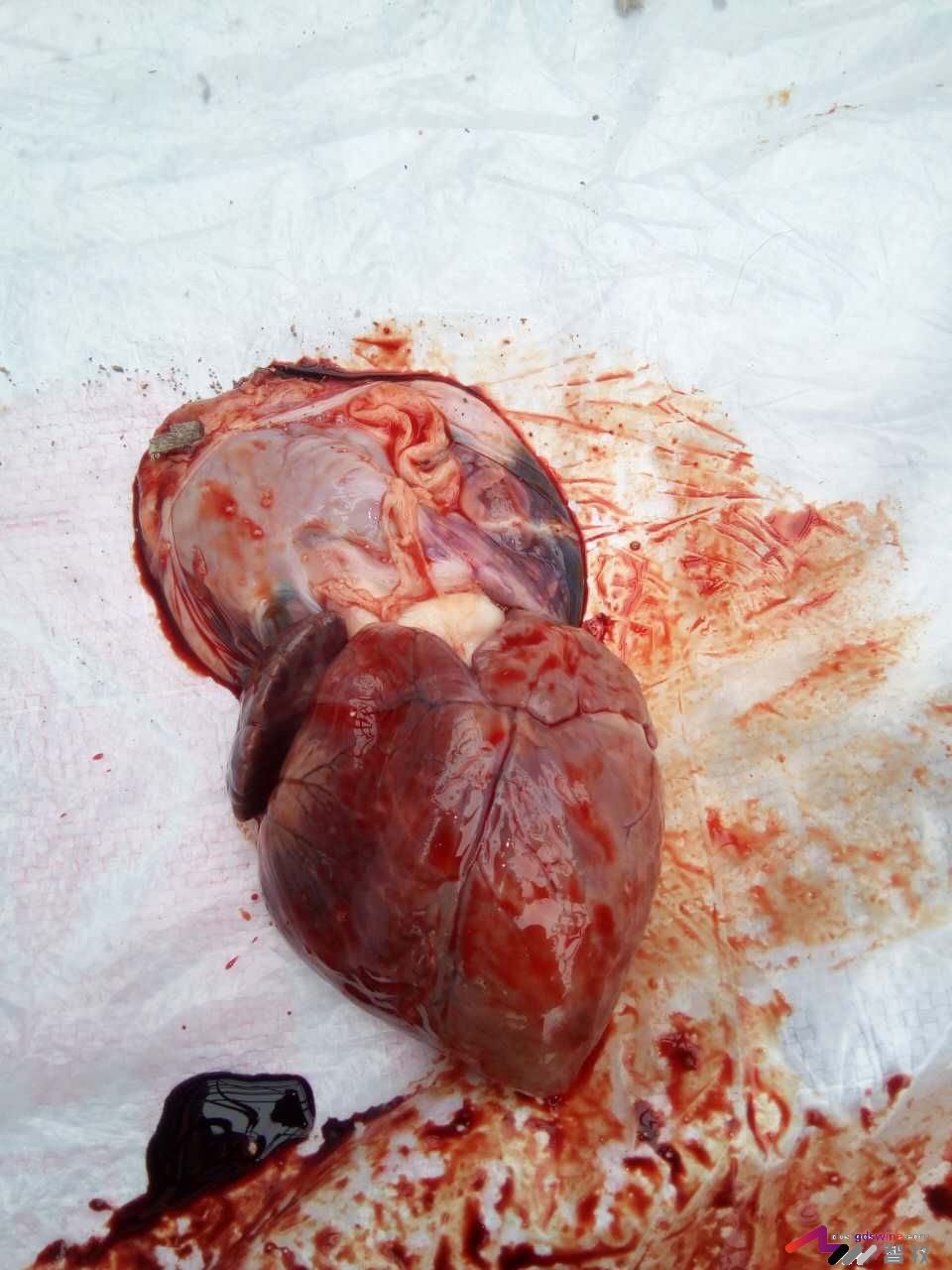 防控饲料黄曲霉毒素危害措施,蛋鸡饲料霉菌毒素危害