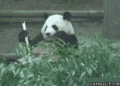 了解熊猫之前觉得它们很可爱,熊猫头被认为粗鲁