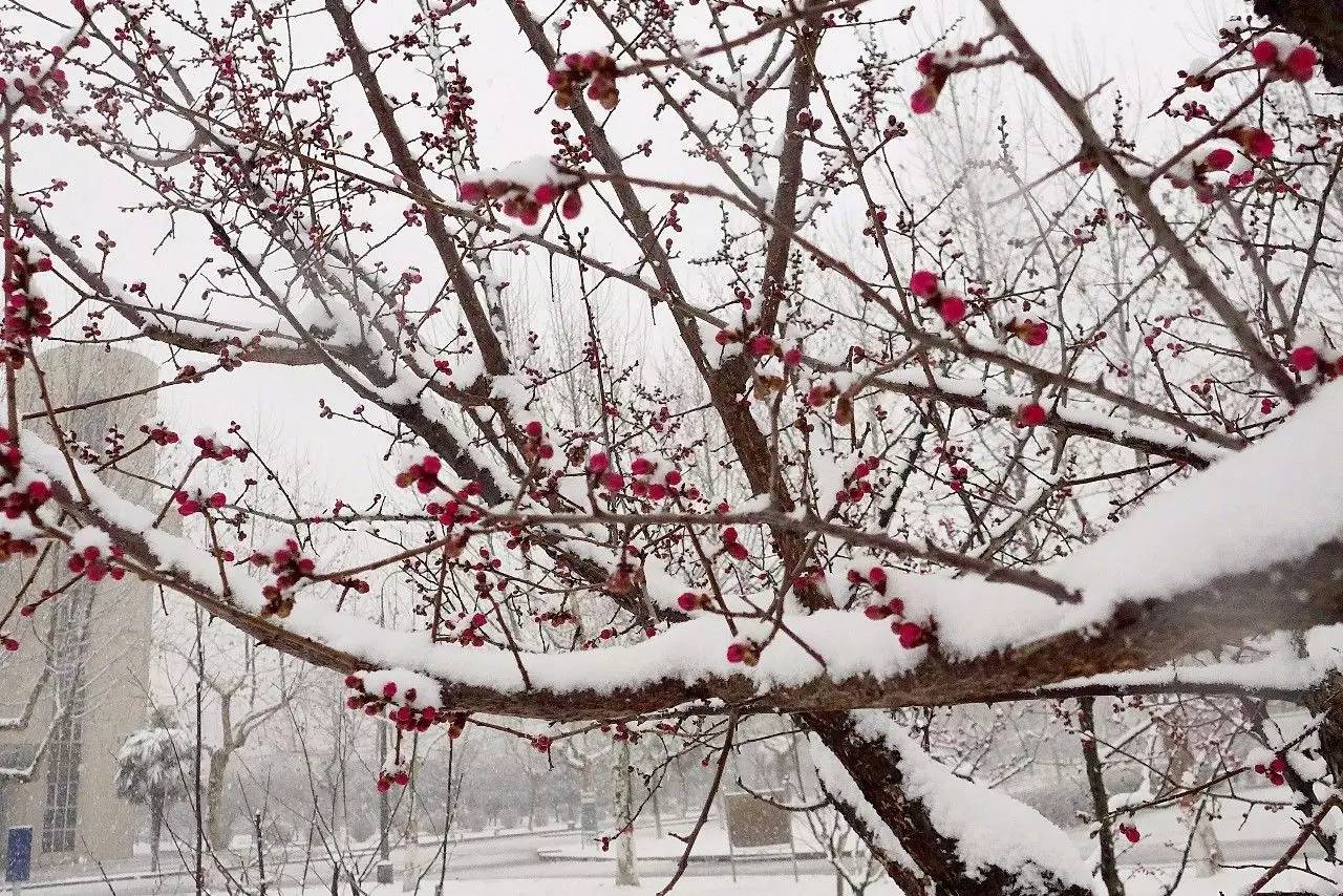 印象渭南：情寄雪梅