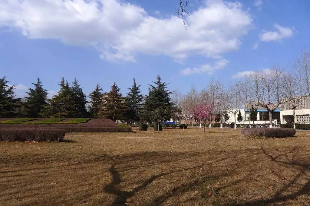 印象渭南：情寄雪梅