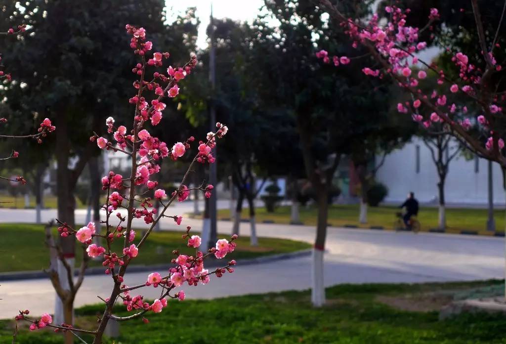 印象渭南：情寄雪梅