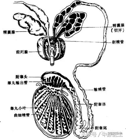 5分钟读懂“精浆生化”检查单，有图有真相