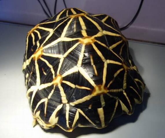 印度星龟广州陆龟,印度星斑陆龟