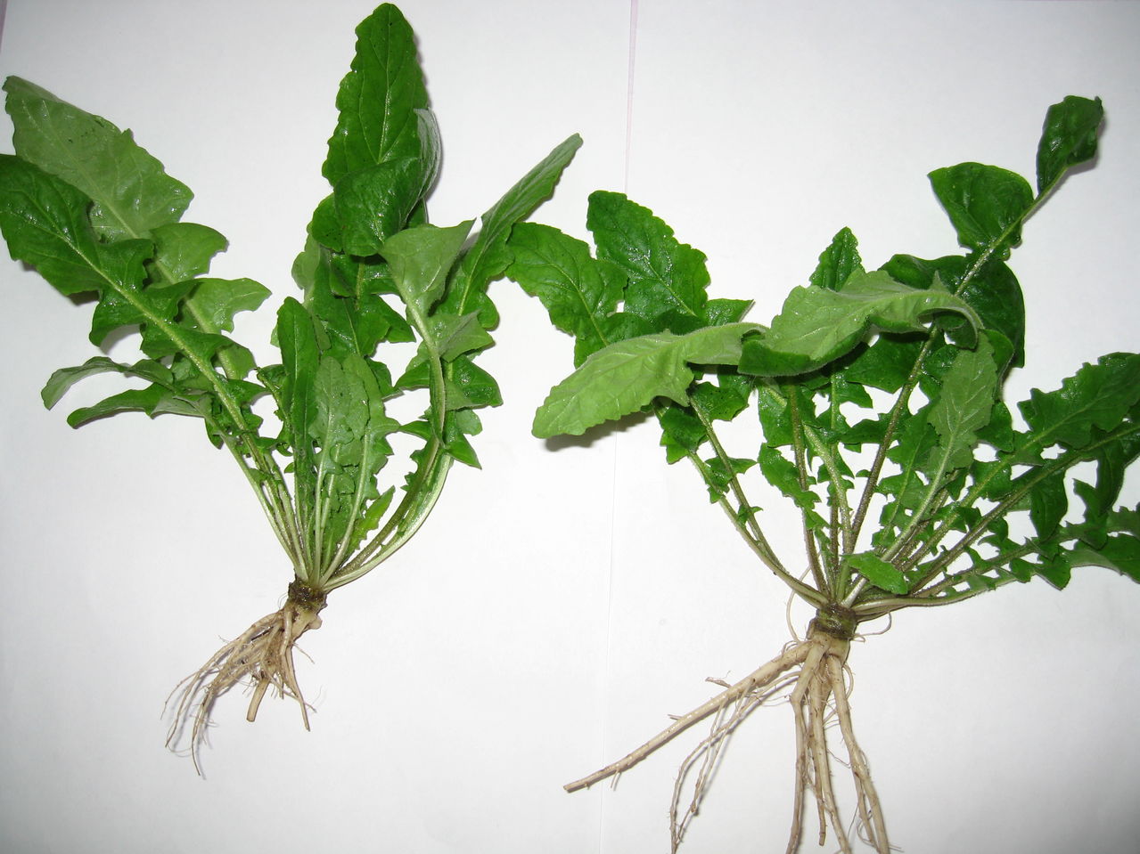 运城美食野菜,运城田间美食推荐