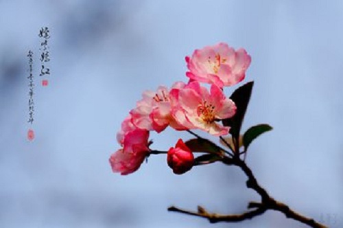 海棠花种植用什么盆好,灯笼海棠花的种植方法