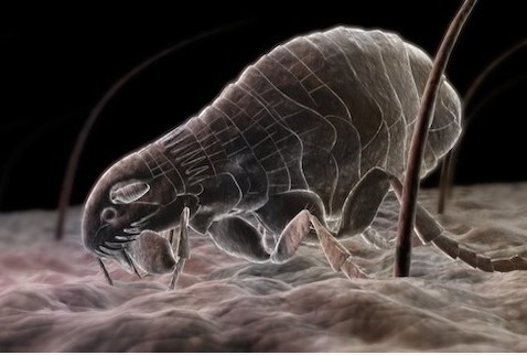 鼻子长痘五大原因，这样你还“螨”不在乎吗？