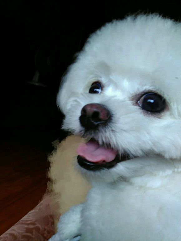 科普狗狗,全面解读狗狗的心理