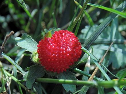 小时候想吃又不敢吃的蛇莓不仅无毒，反而有药用价值