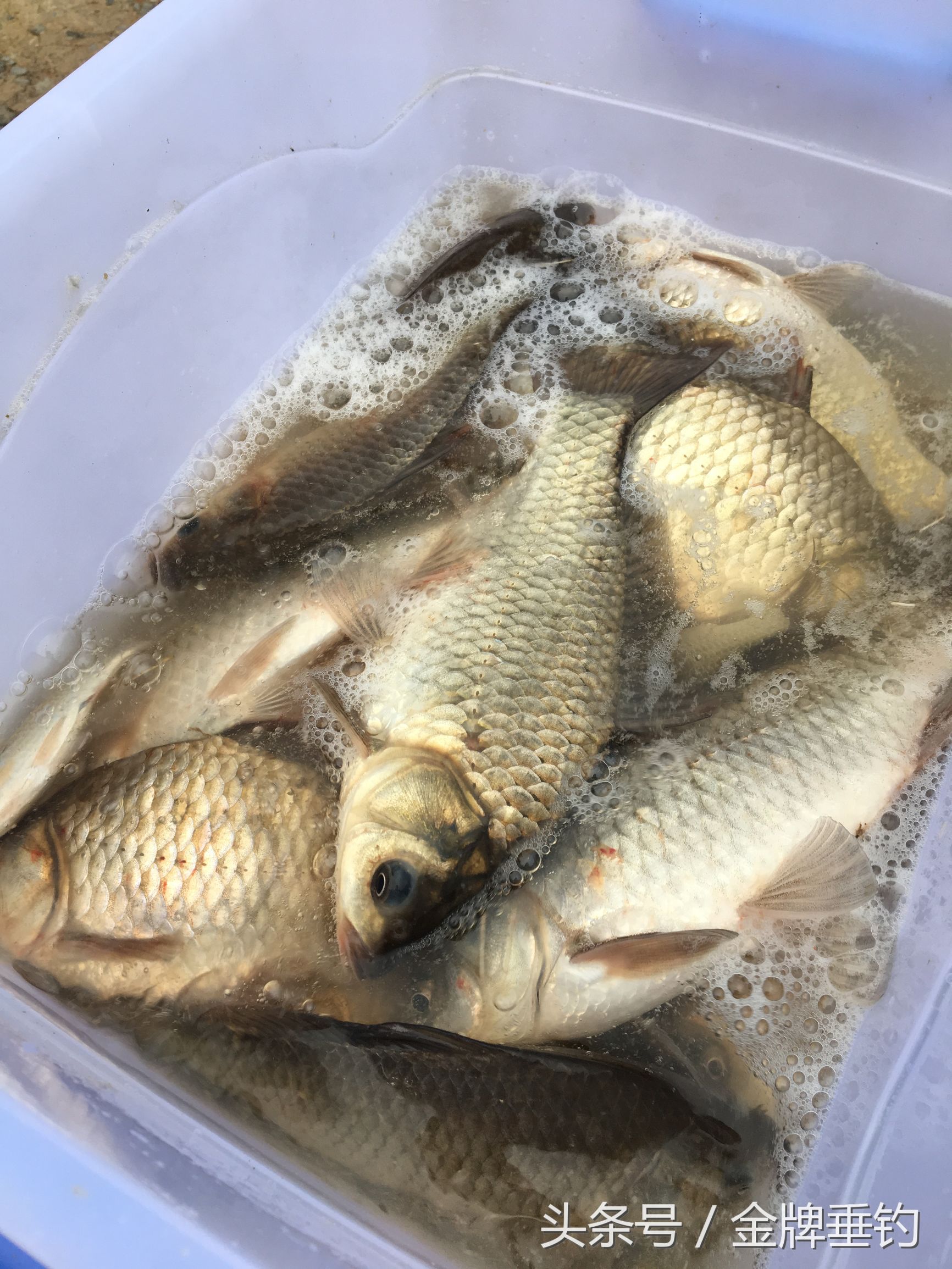 冬季钓鲫鱼用0.6主线0.3子线,钓大鲫鱼用0.6号子线1.0主线