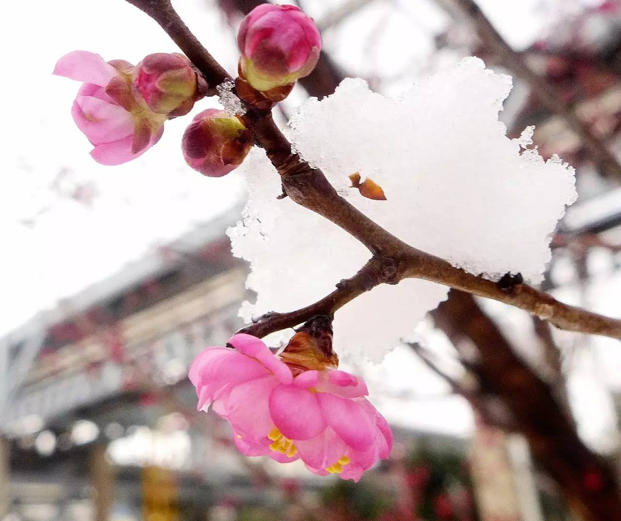 印象渭南：情寄雪梅