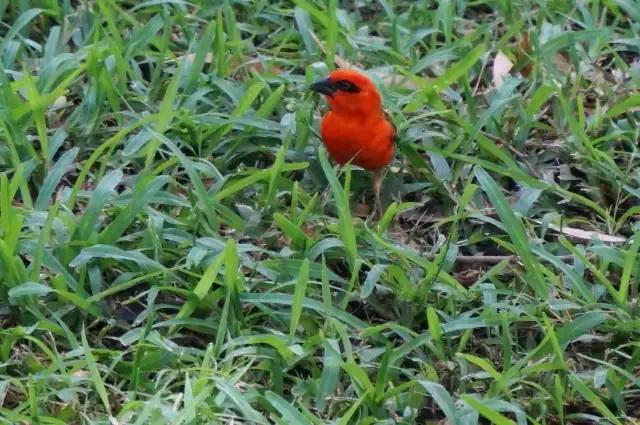 毛里求斯，拿水壶换保时捷的天堂