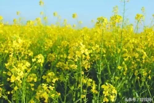 周末中山值得去打卡的地方,中山周末去耍的公园