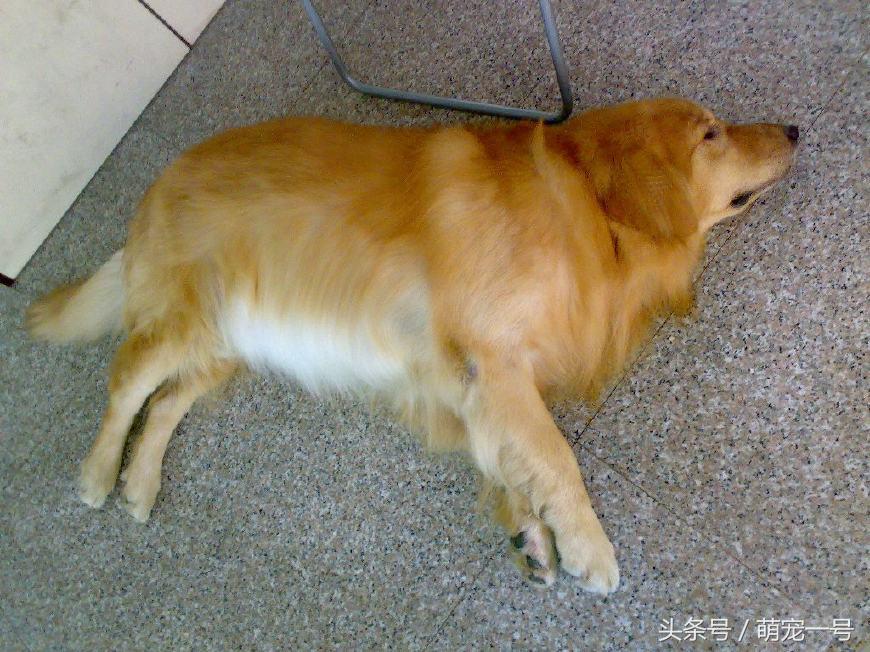 养了一只金毛,养了只金毛