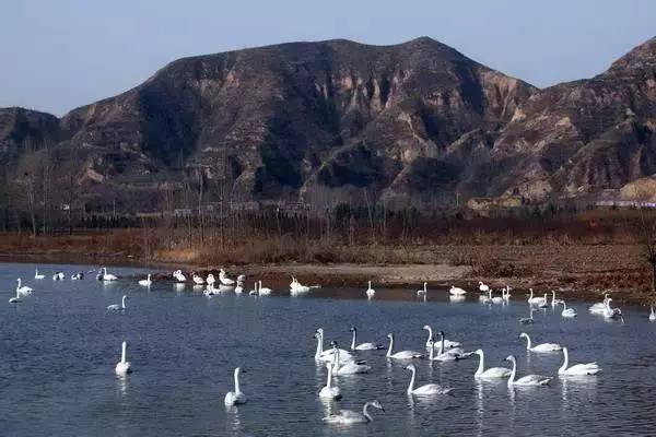 运城美食野菜,运城田间美食推荐