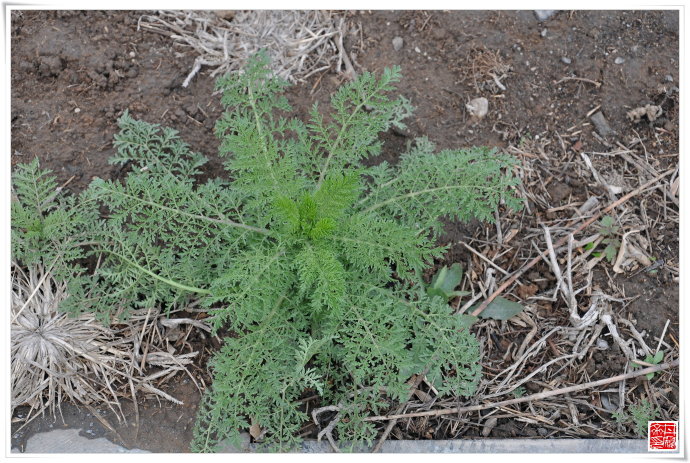 运城美食野菜,运城田间美食推荐
